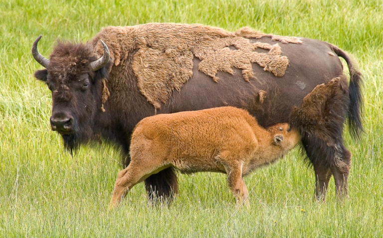 Nursing Bison